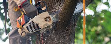 How Our Tree Care Process Works  in  Maple Heights, OH