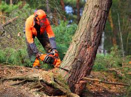 Reliable Maple Heights, OH Tree Removal Services Solutions