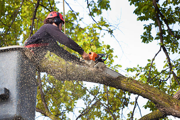 Best Arborist Consultation Services  in Maple Heights, OH