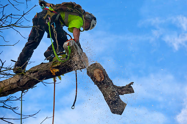 Best Leaf Removal  in Maple Heights, OH